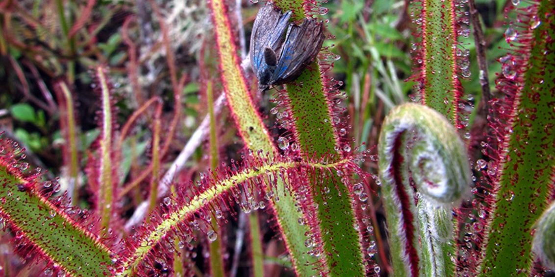 Drosera magnifica2