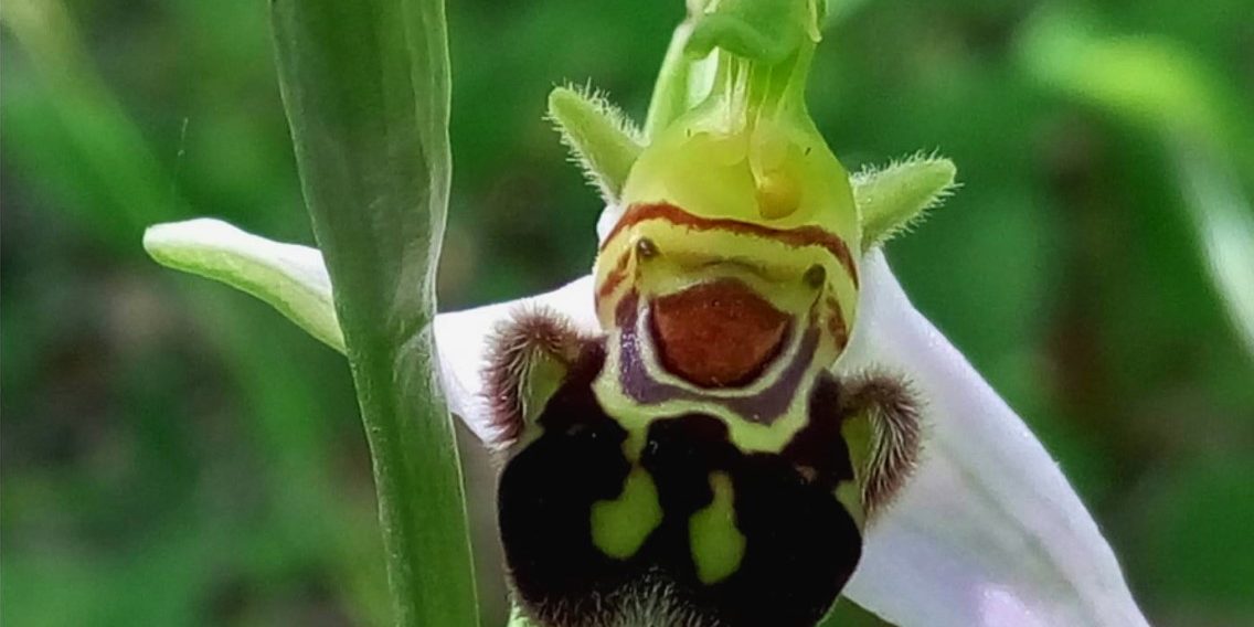 Ophrys apifera
