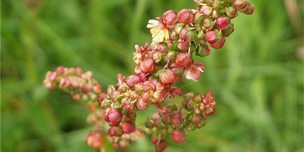 Rumex acetosa