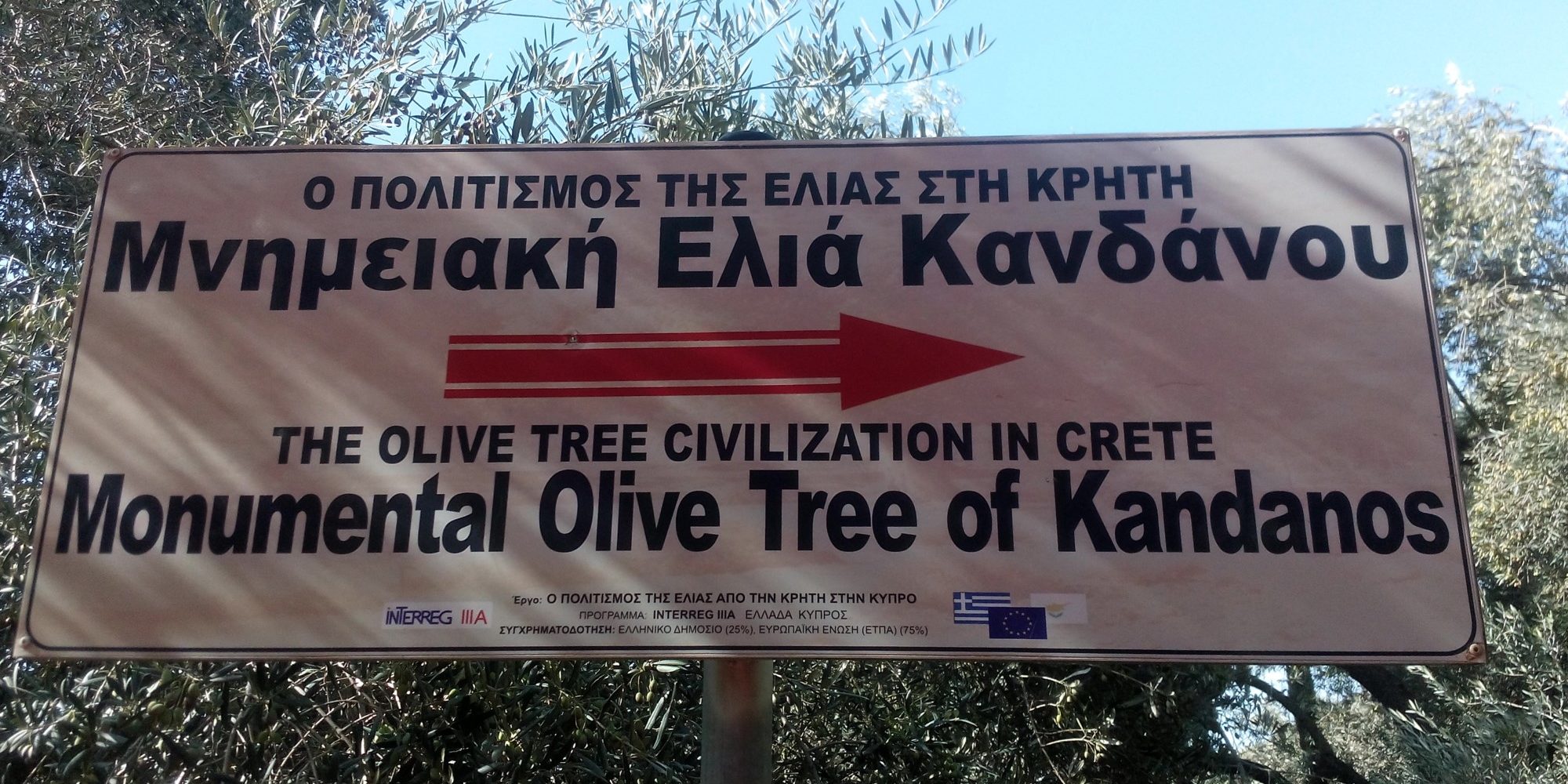 Ελιά Κανδάνου