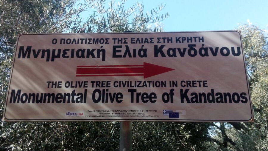 Ελιά Κανδάνου