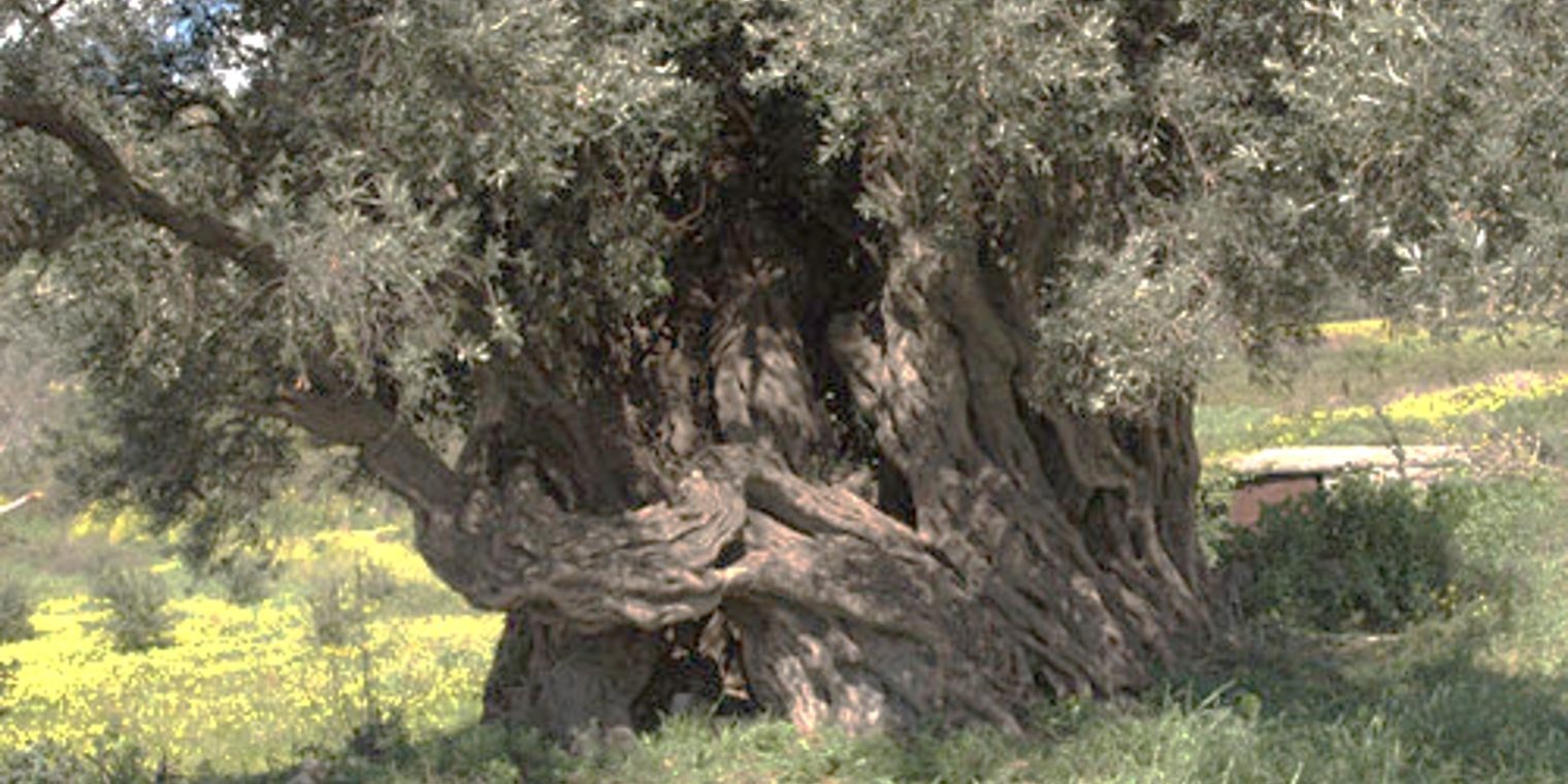 Ελιά Παλιάμα