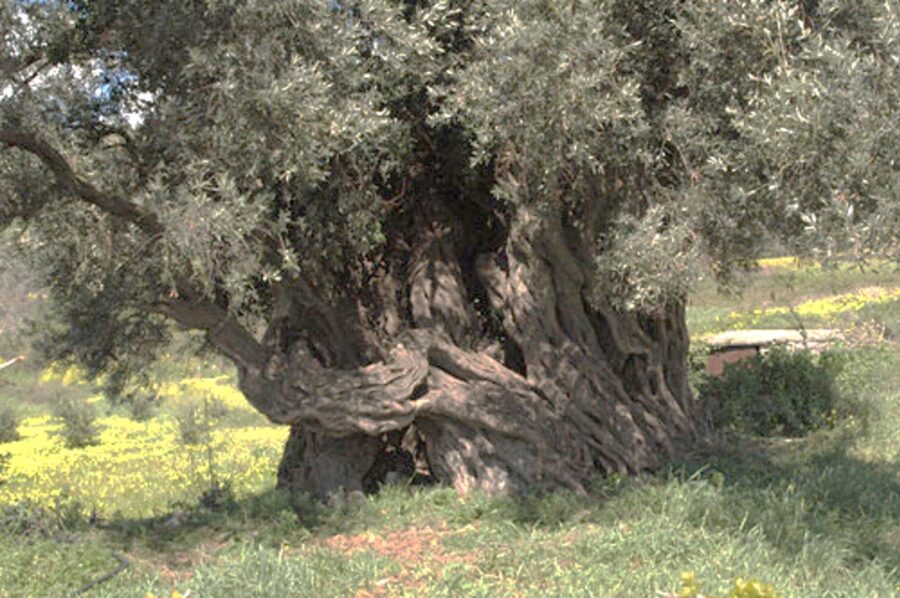 Ελιά Παλιάμα