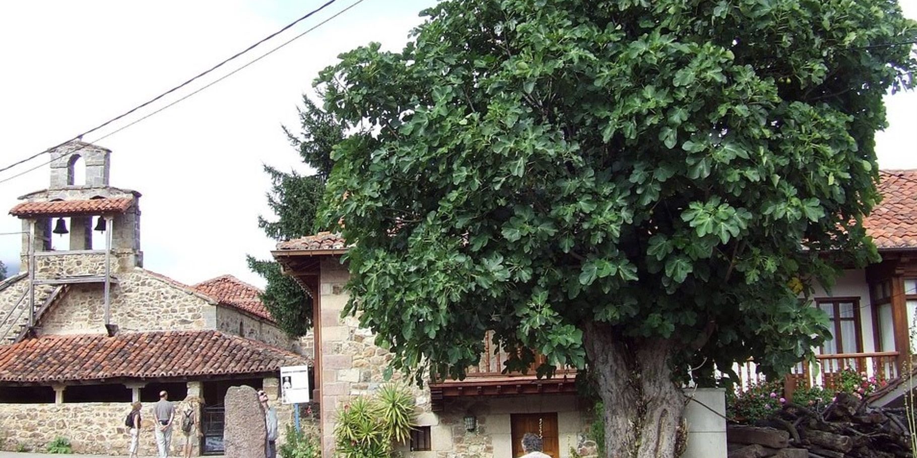 Οι θησαυροί στην συκιά