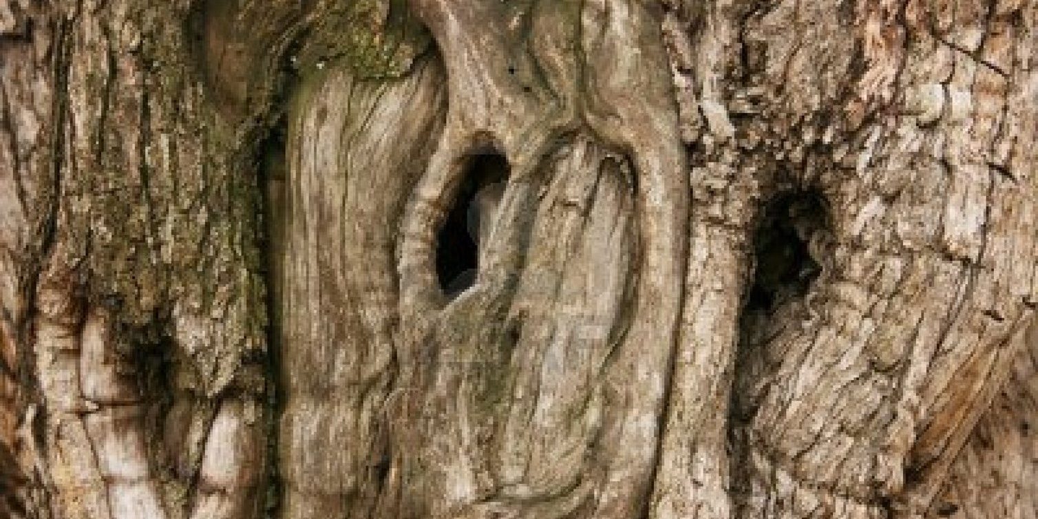 ελιά Γράμπελας