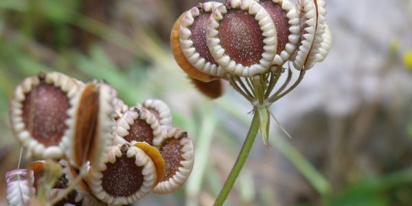 καυκαλήθρα