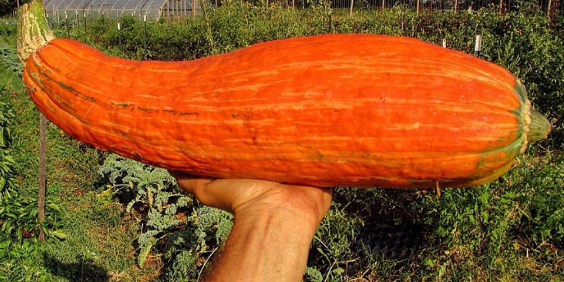 κολκύθα 850 ετών