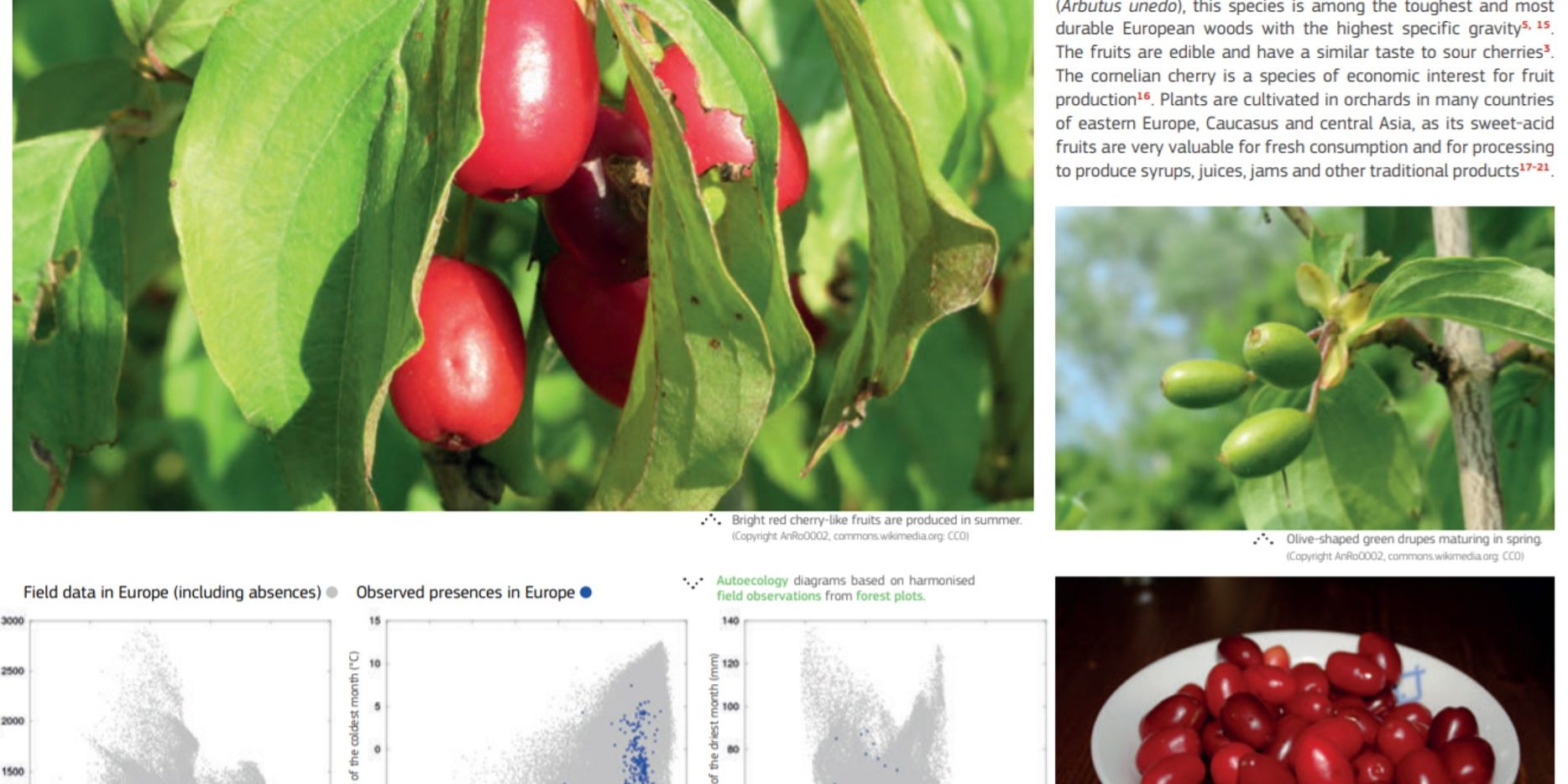 Άτλας δασικών δέντρων