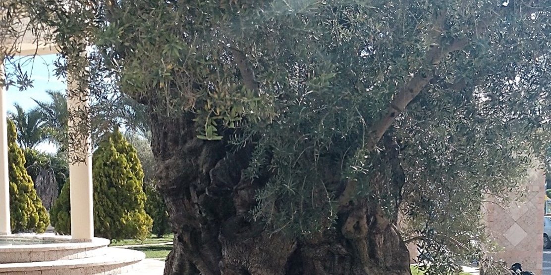 Ελιά Λουτρακίου