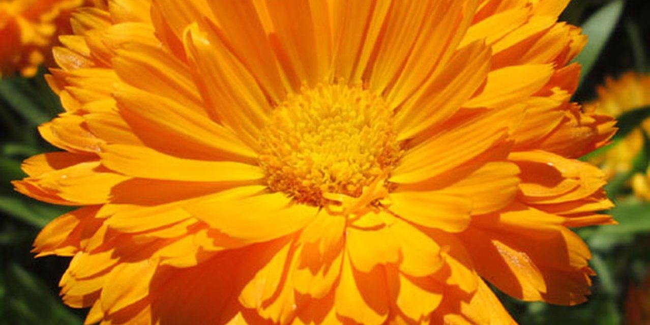 Καλεντούλα φαρμακευτική