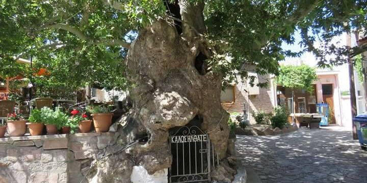 Ο πλάτανος της Άγρας (photo by Hilde Denys)