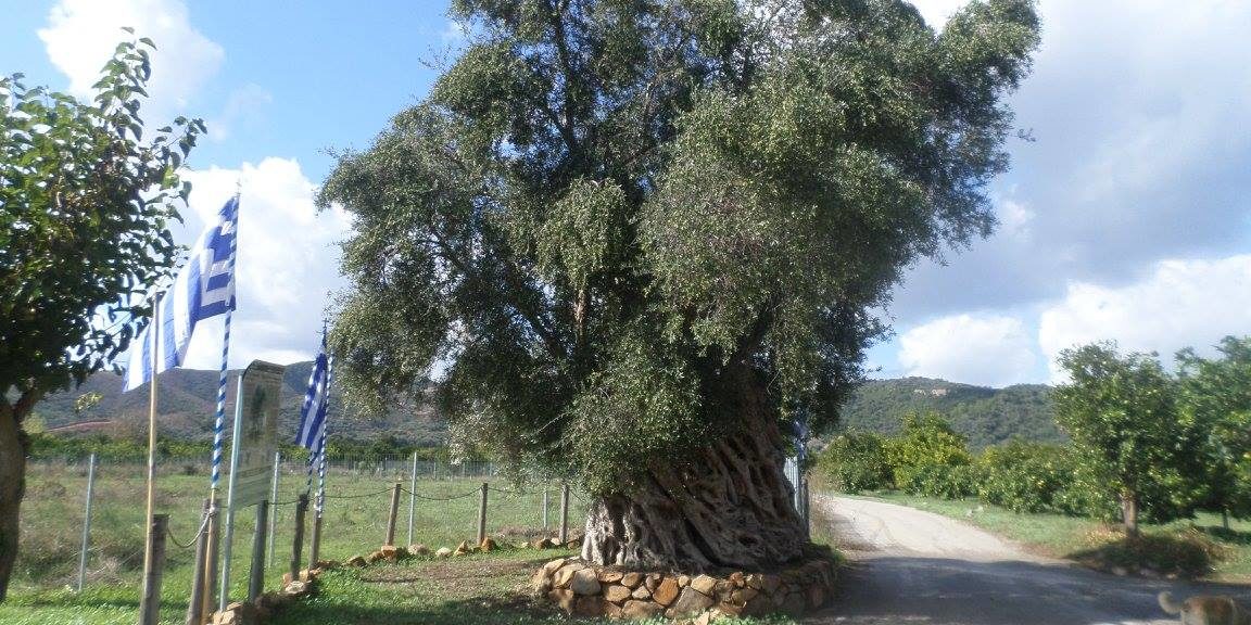 Υψωμένη ελιά