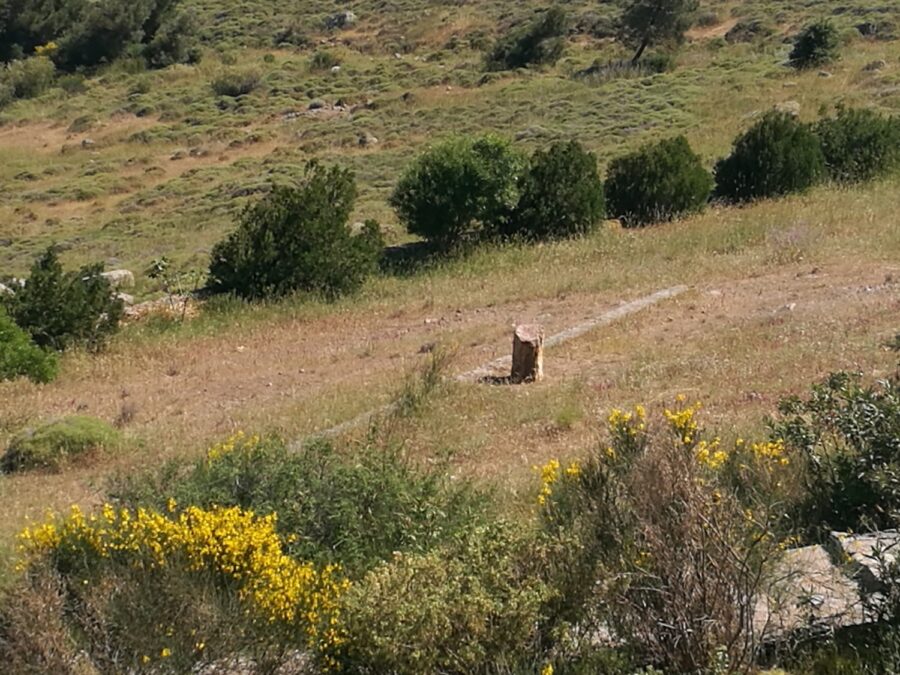 Απολιθωμένο Λέσβου