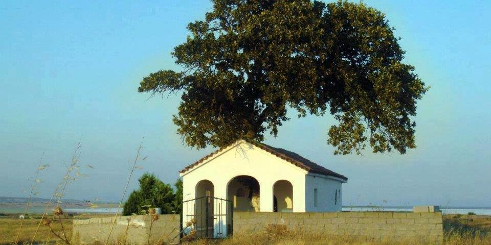 Η βαλανιδιά που πηγάζει από τον Άγιο Γεώργιο τον Γυρνιώτη