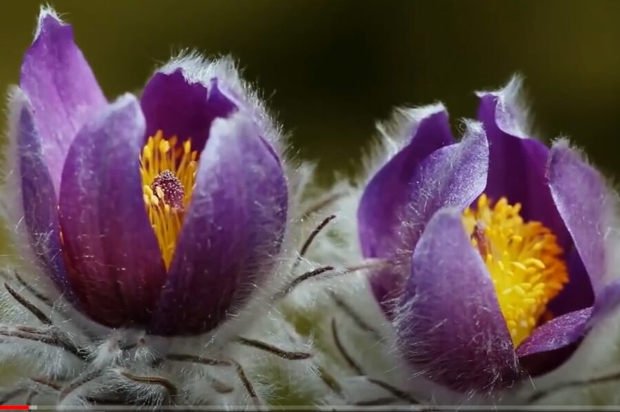 Πάρκο Ροδόπης