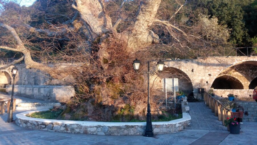 Πλάτανος Κράσι