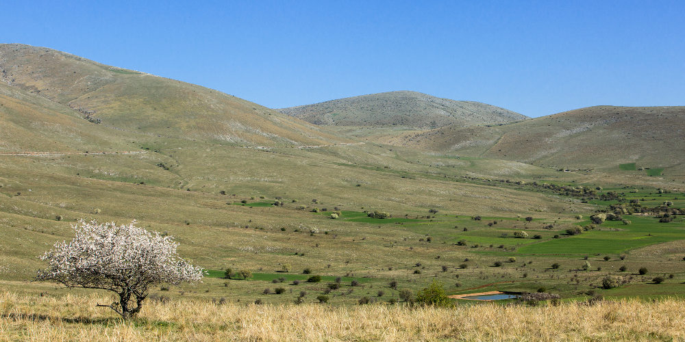 101108Prunus webii_0518