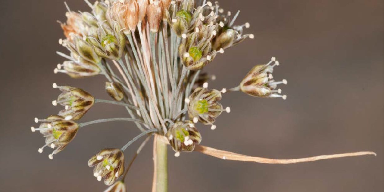 Allium panormitisi2