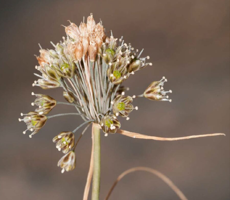 Allium panormitisi2