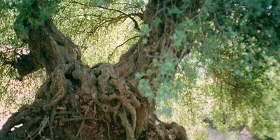 Αρνοκουρέϊκη ελιά