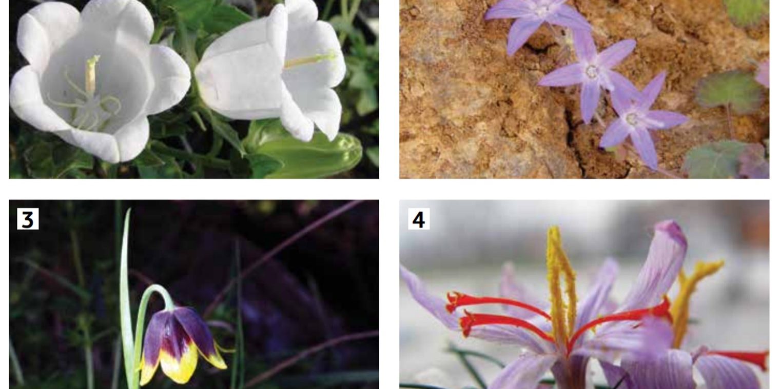 Διαδικτυακή εμπορία των ενδημικών φυτών της Ελλάδας 1