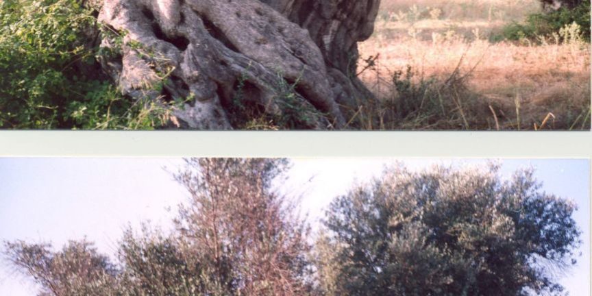 Ελιά Τριφυλιάς 2