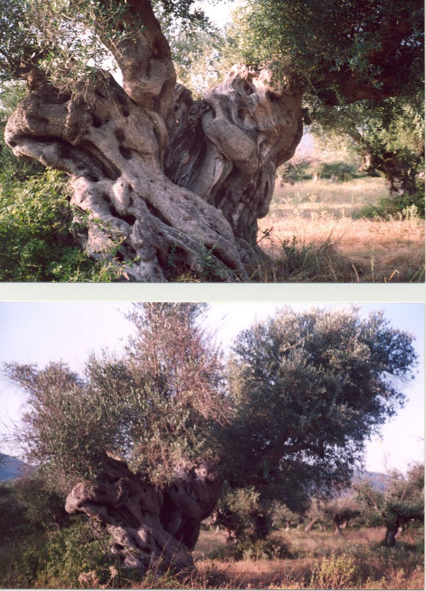 Ελιά Τριφυλιάς 2