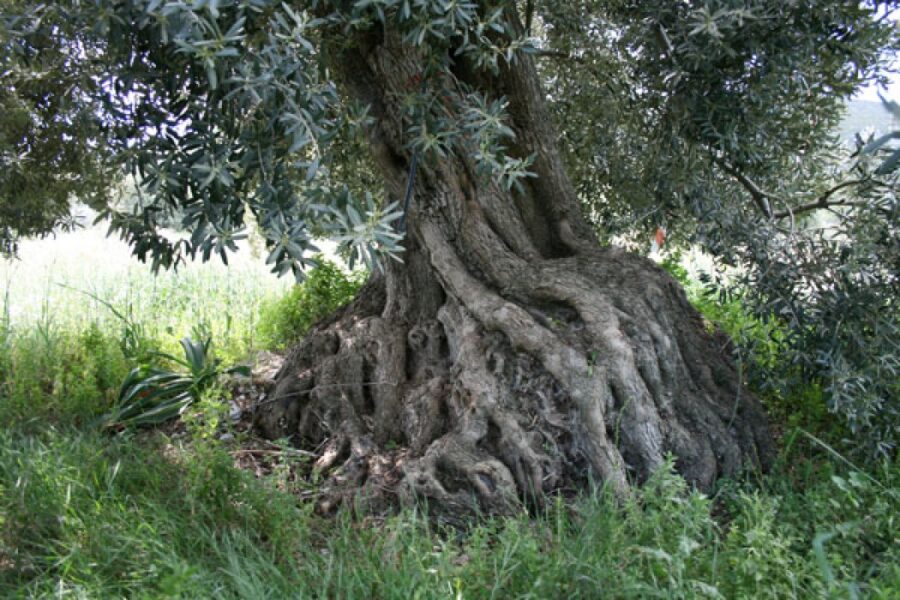 Ελιές Δημαίνης