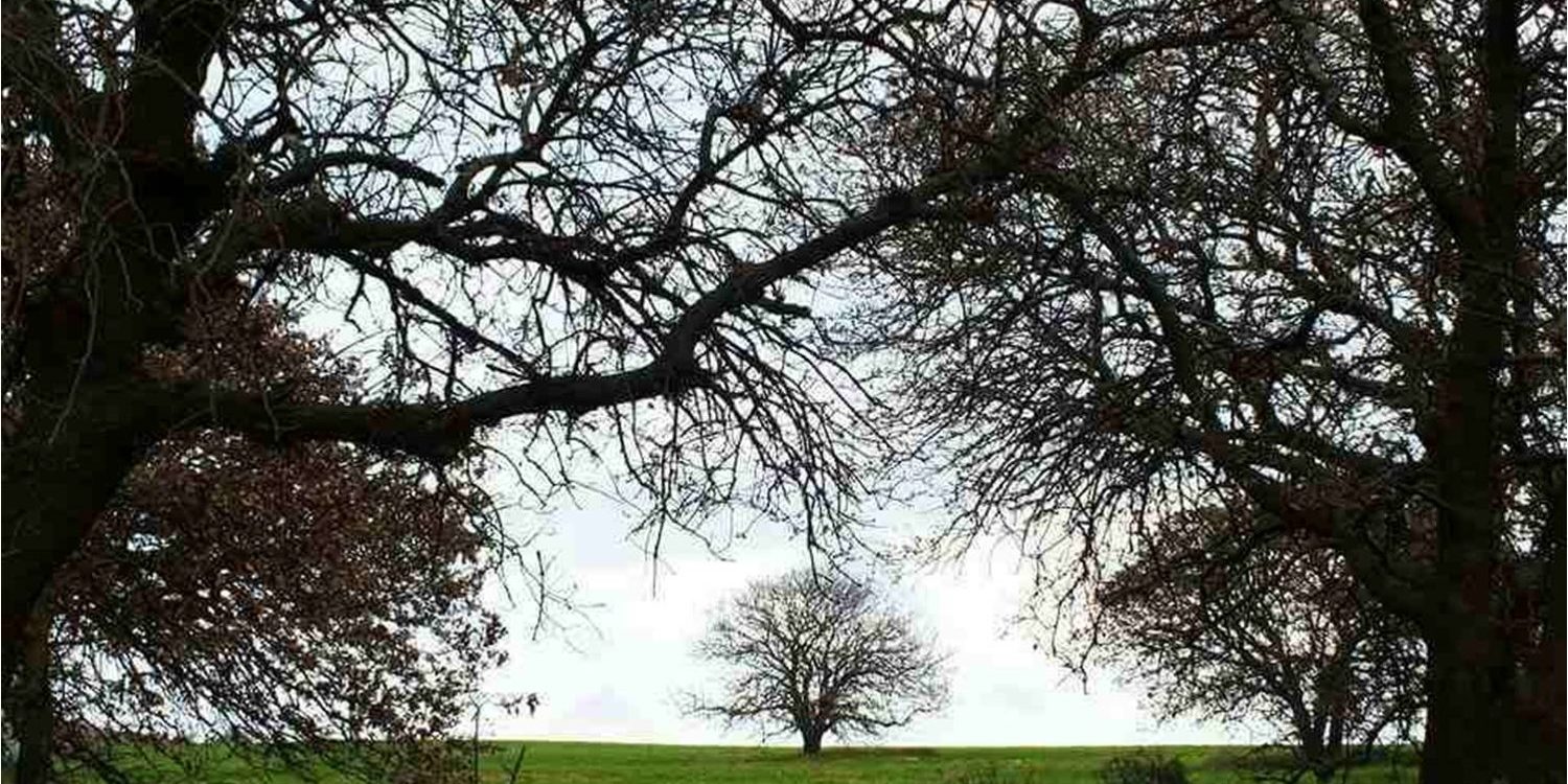 Βαλανιδιά Λήμνου2