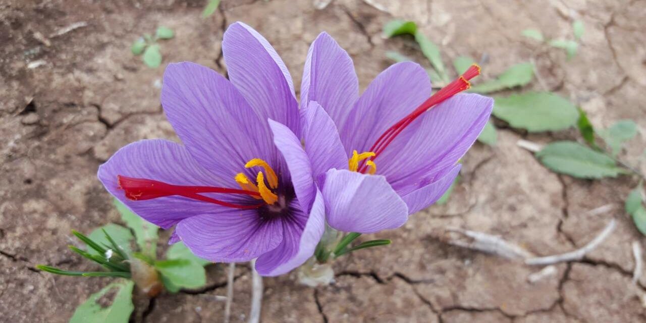 Κρόκος Κοζάνης