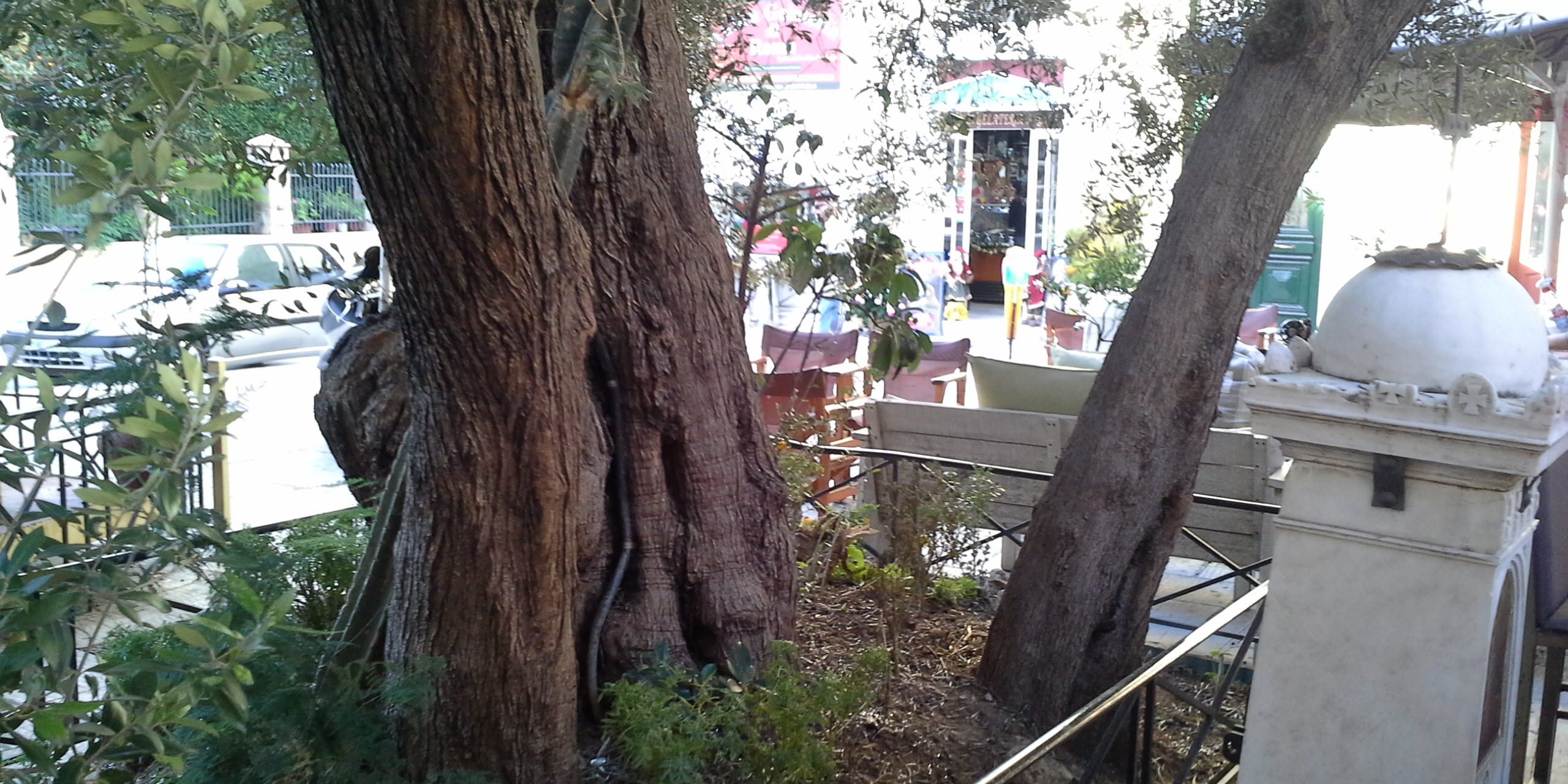 ελιά Ναύπλιου1