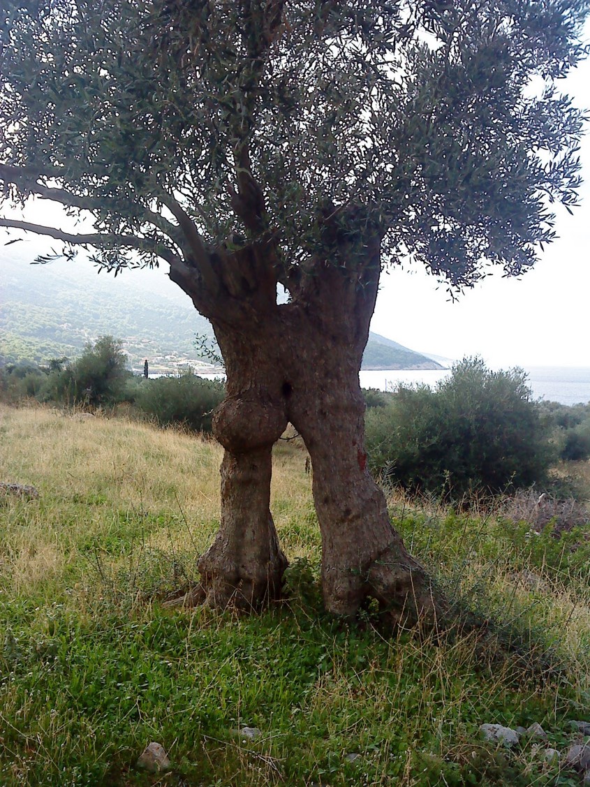 ελιά Πόρτο Γερμενό