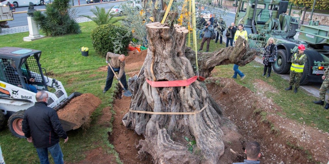 μεταφυτεύσεις ΕΡΓΟΣΕ