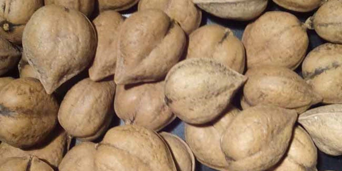 juglans ailantifolia