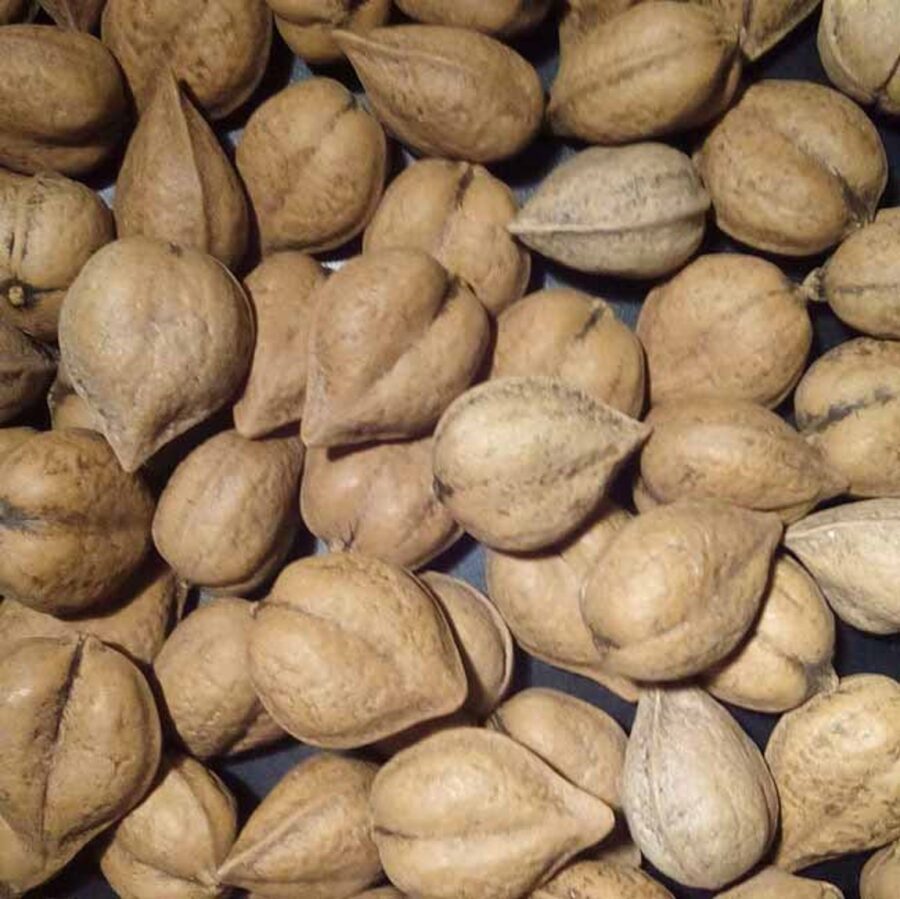 juglans ailantifolia