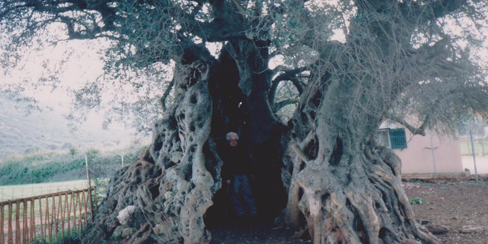 Ελιά Κρανιάς