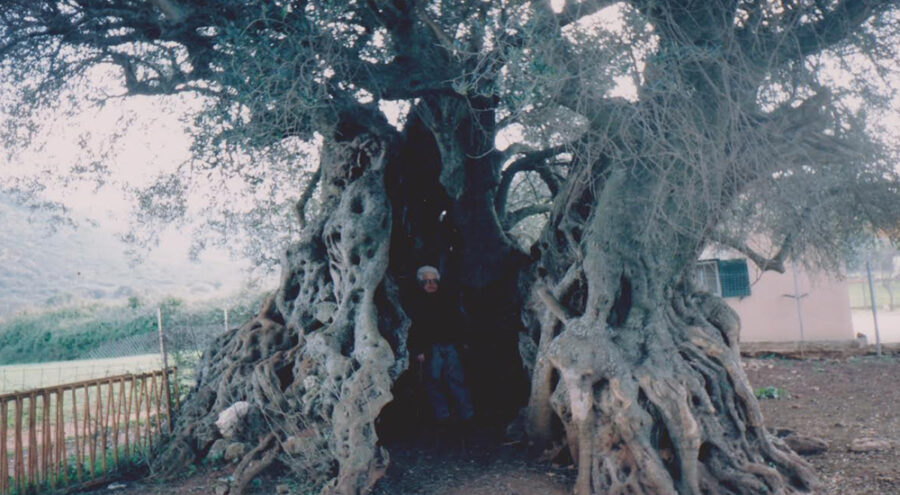 Ελιά Κρανιάς