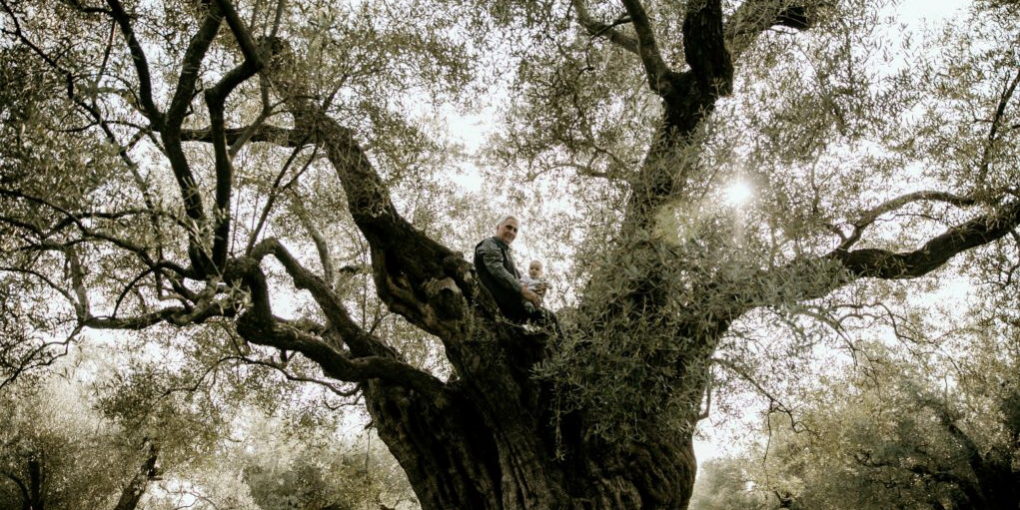 Ελιές Μάκρης