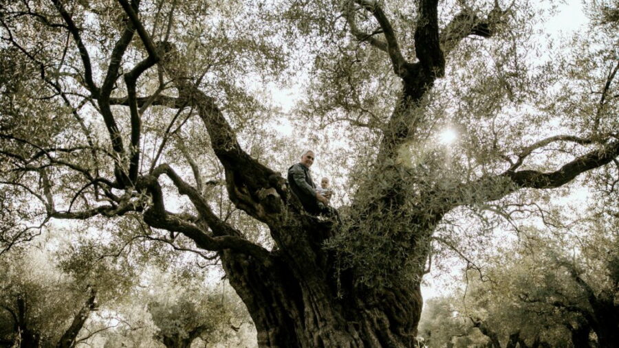 Ελιές Μάκρης