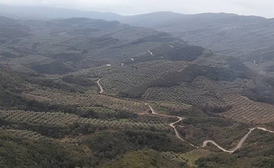 ελαιώνας Κομποτίου