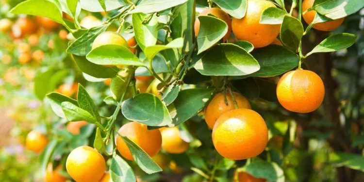 καρπός νεεραντζιάς