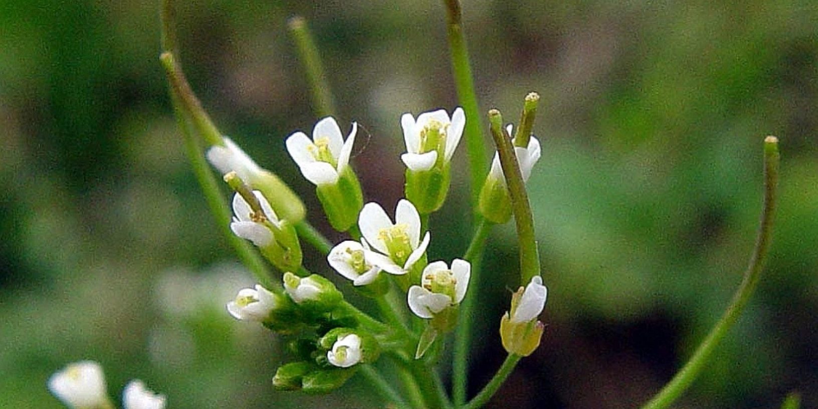 Arabidopsis thaliana