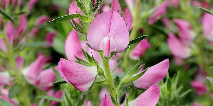 Ononis spinosa