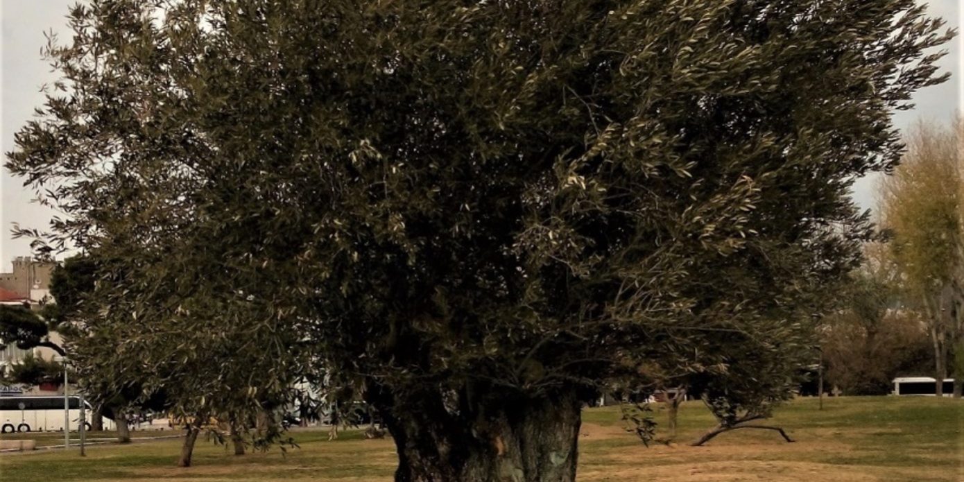 Ελιά Μασούτη