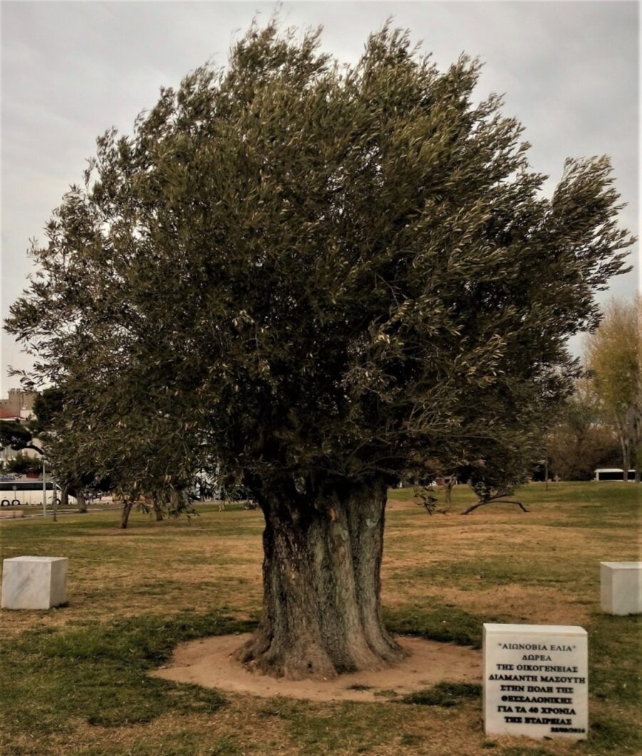 Ελιά Μασούτη