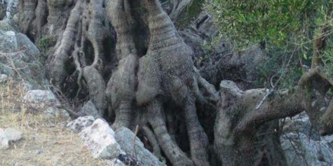 ελιά των Αγίων Φανέντων