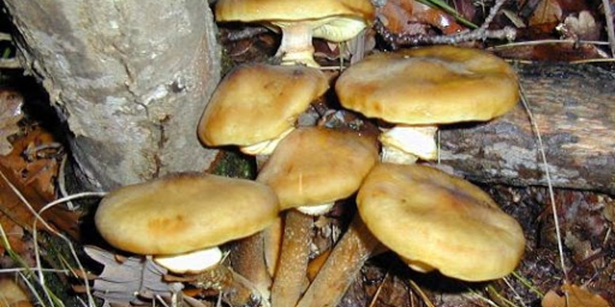 Armillaria mellea