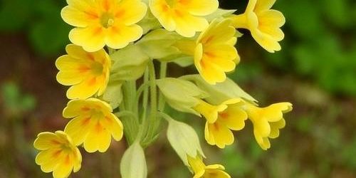 Primula veris