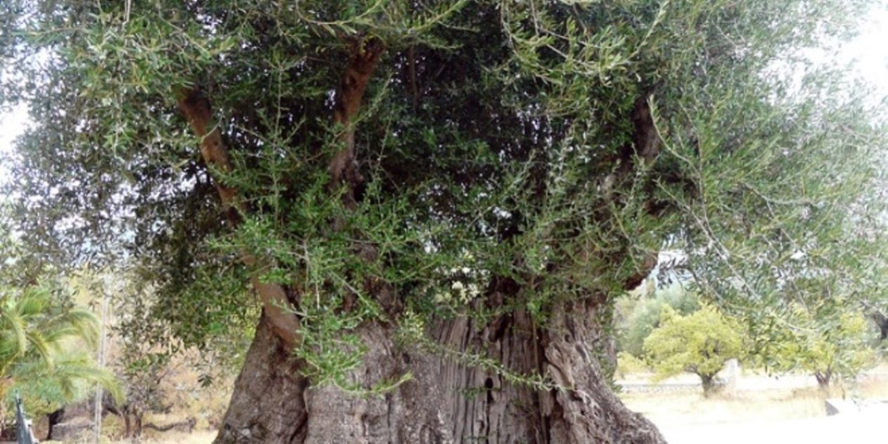 Ελιά της κουβέντας_