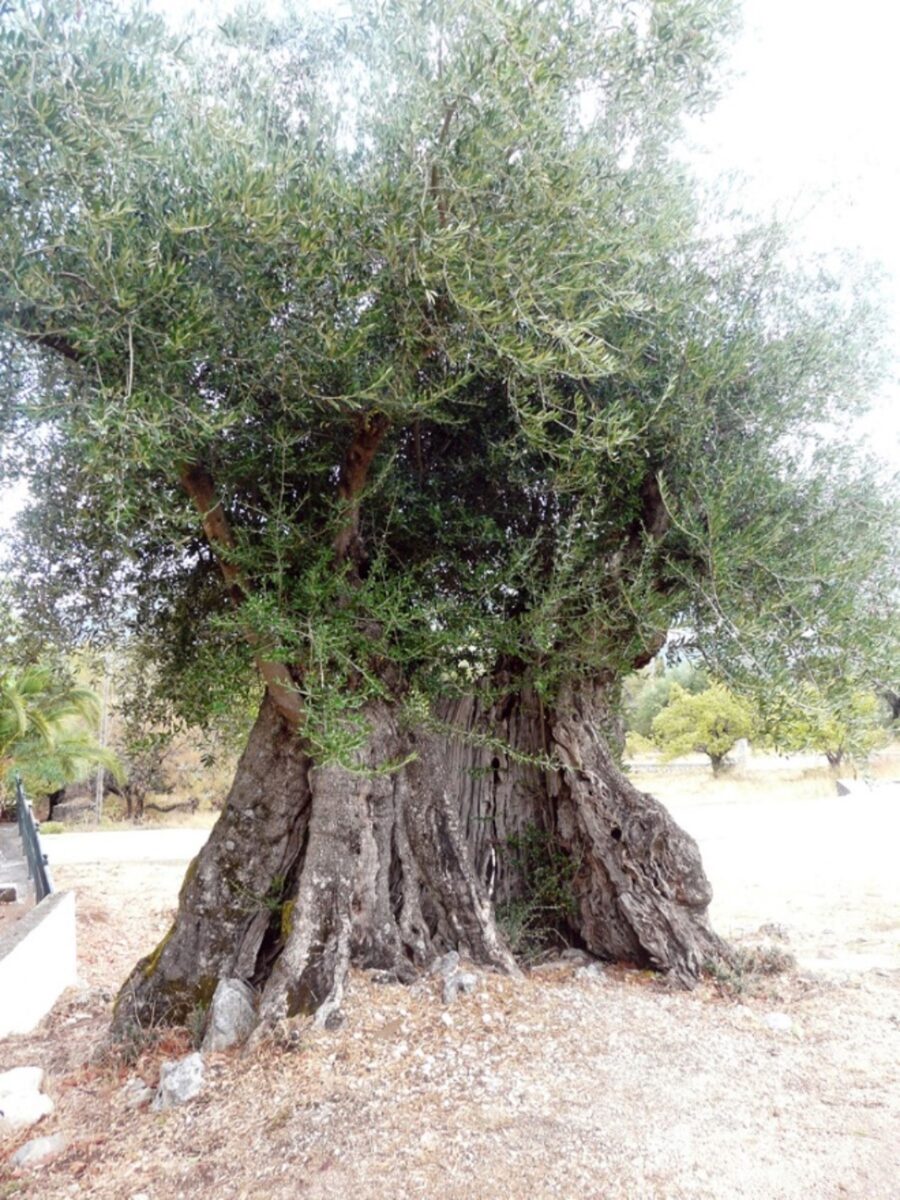 Ελιά της κουβέντας_